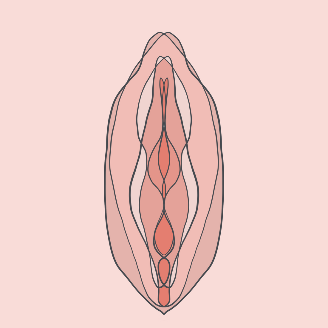 vulva
