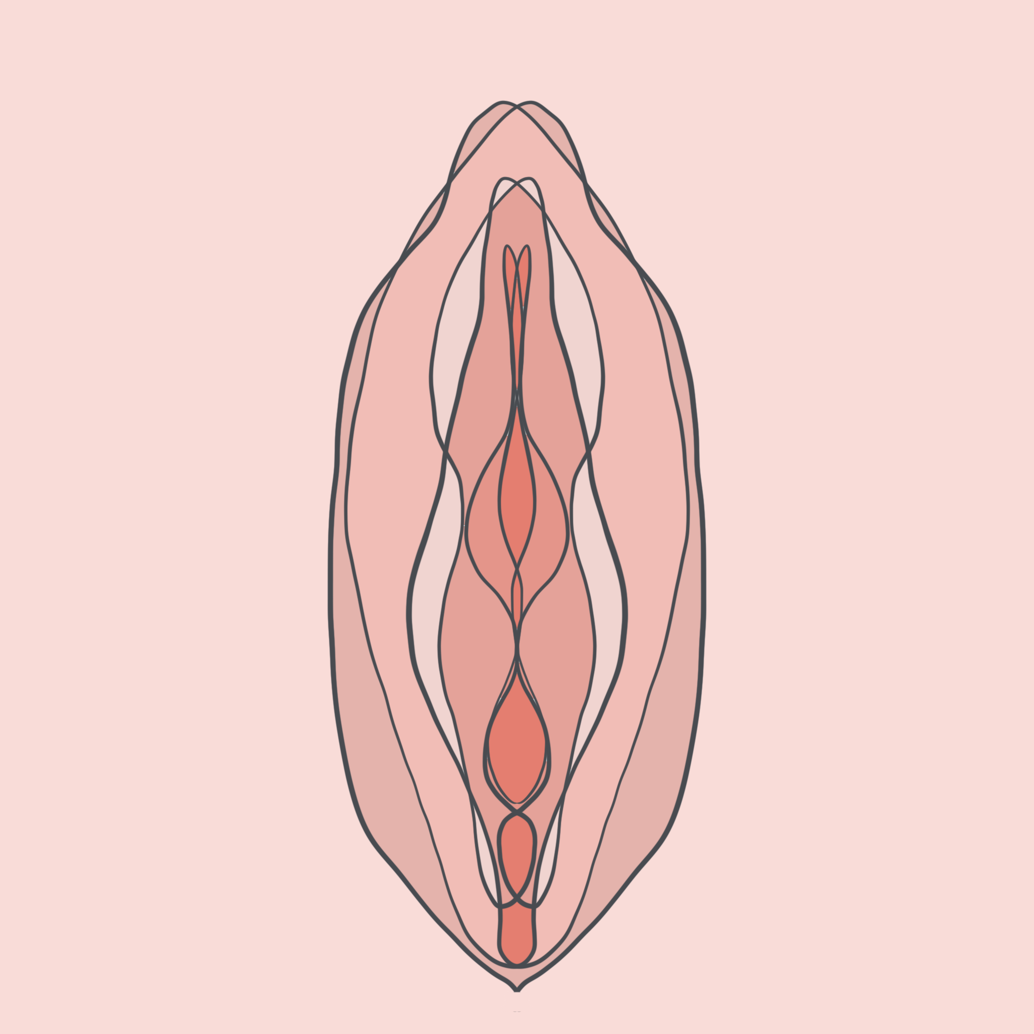 vulva